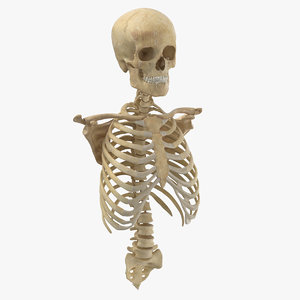 3d Rib Cage Models Turbosquid