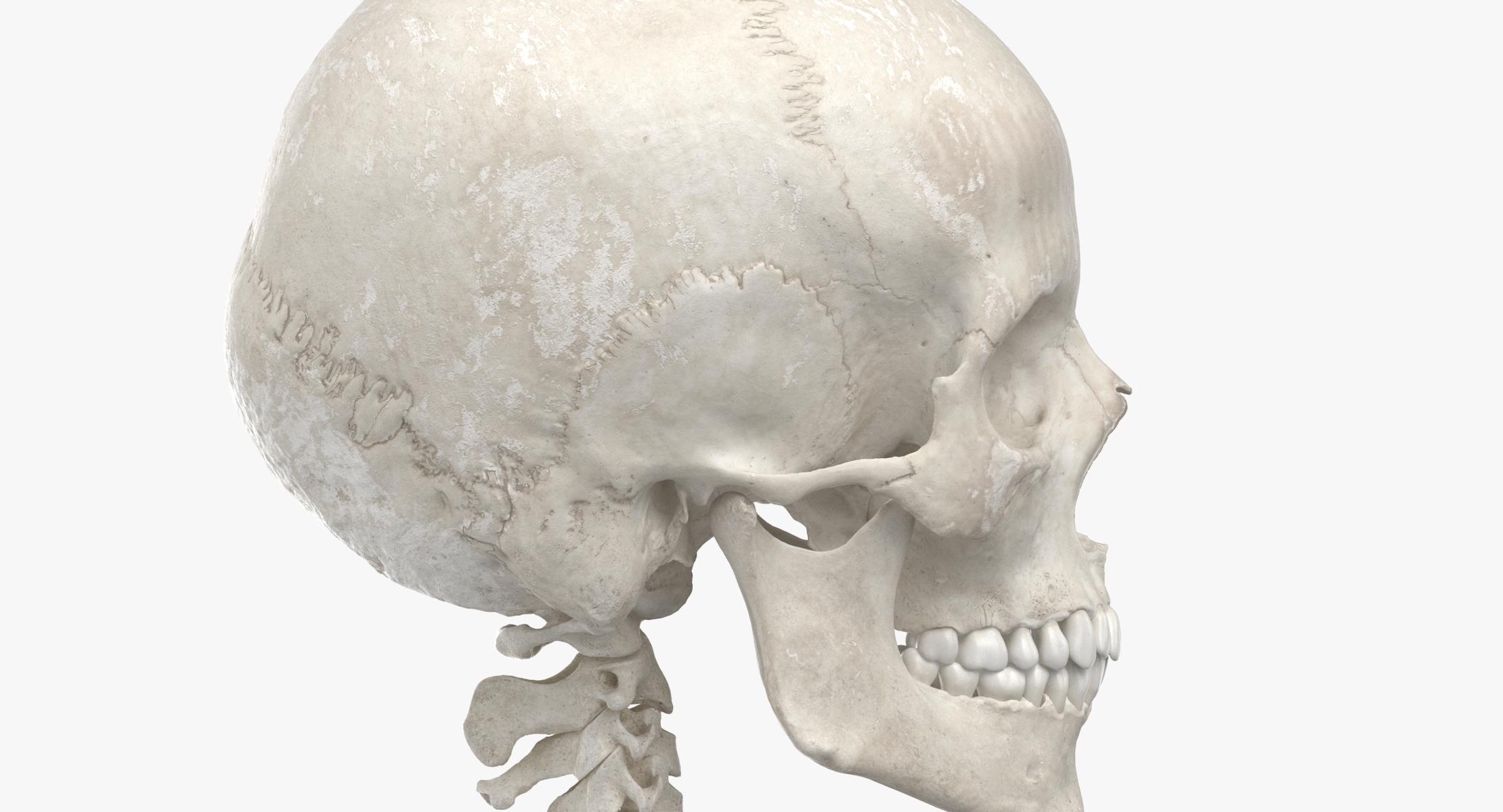 Ossos da coluna vertebral humanos reais feminino crânio e maxilar