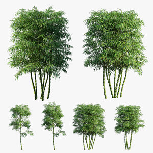 bambusa ventricosa 02 3D model