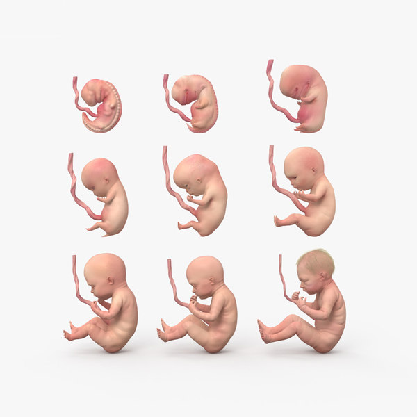 3d Fetus U Turbosquid 1640866