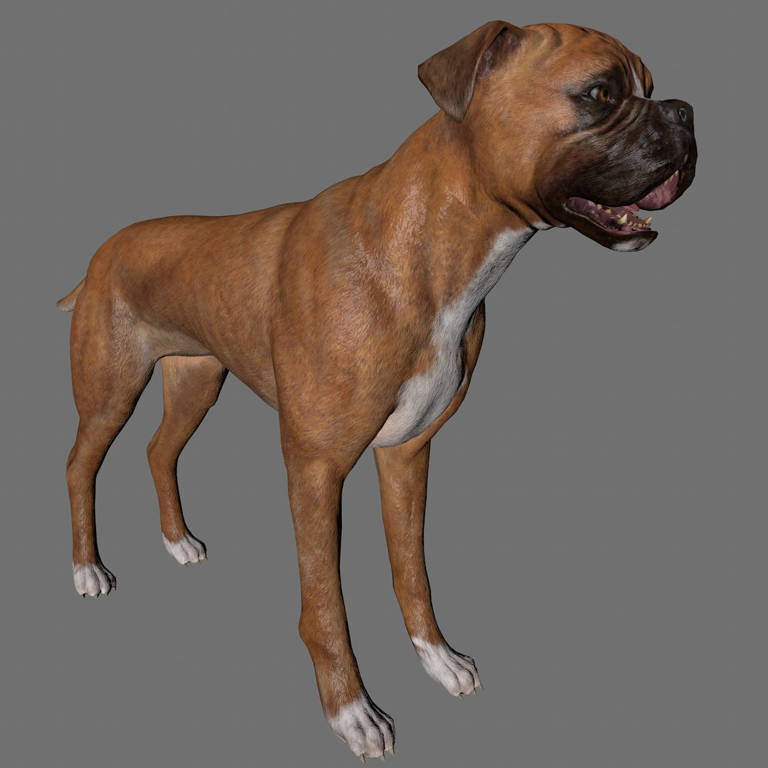 3D dog boxer animal - TurboSquid 1640913