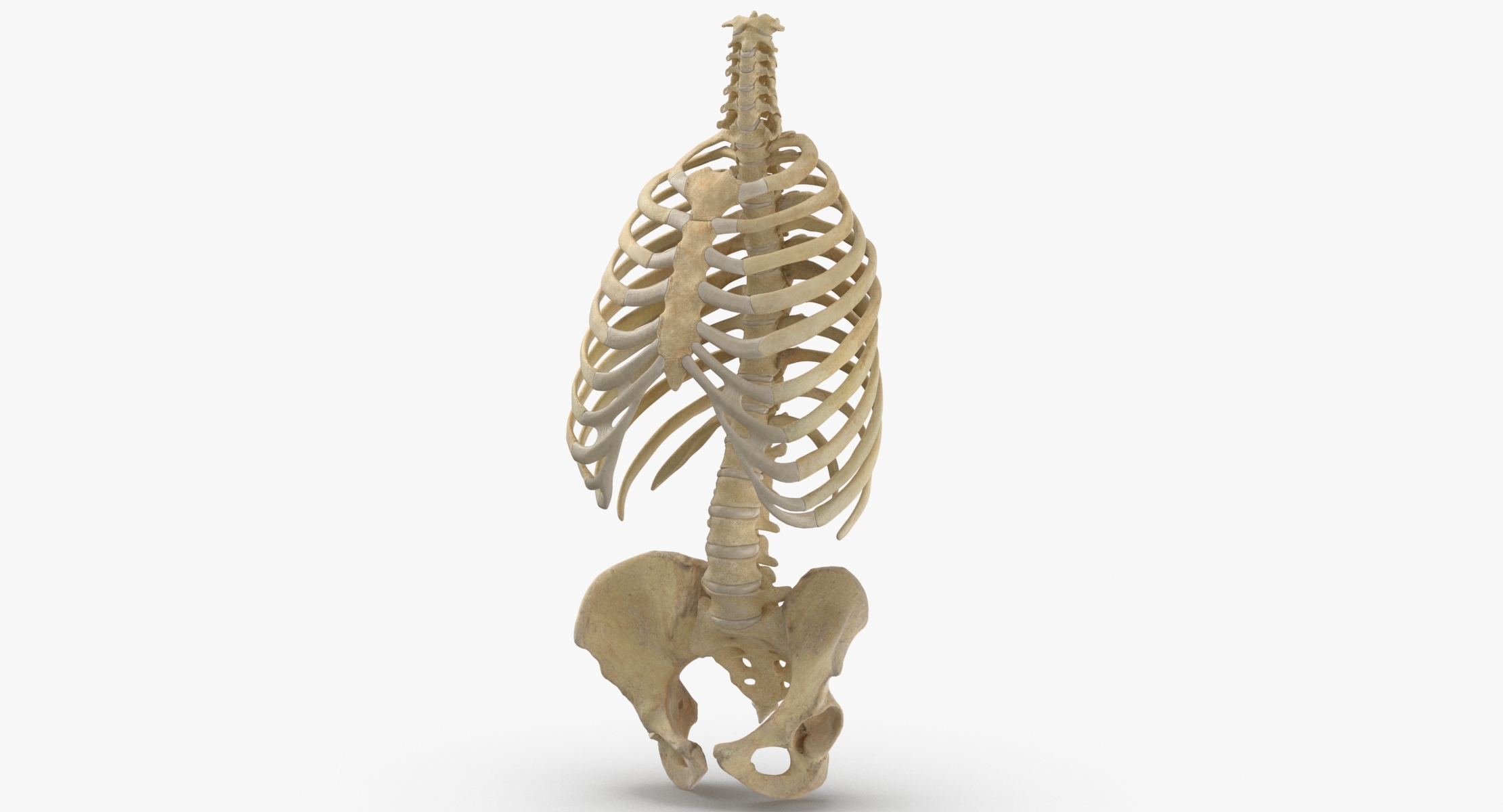 3D real human rib cage model TurboSquid 1641247