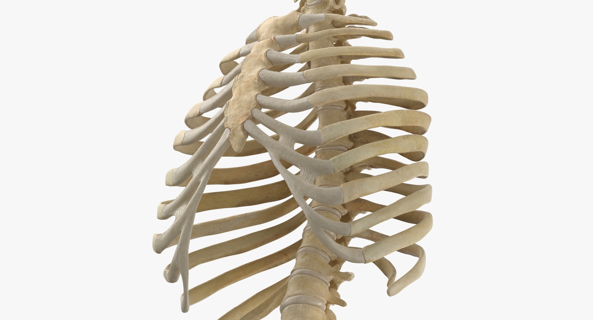 3D real human rib cage model TurboSquid 1641247