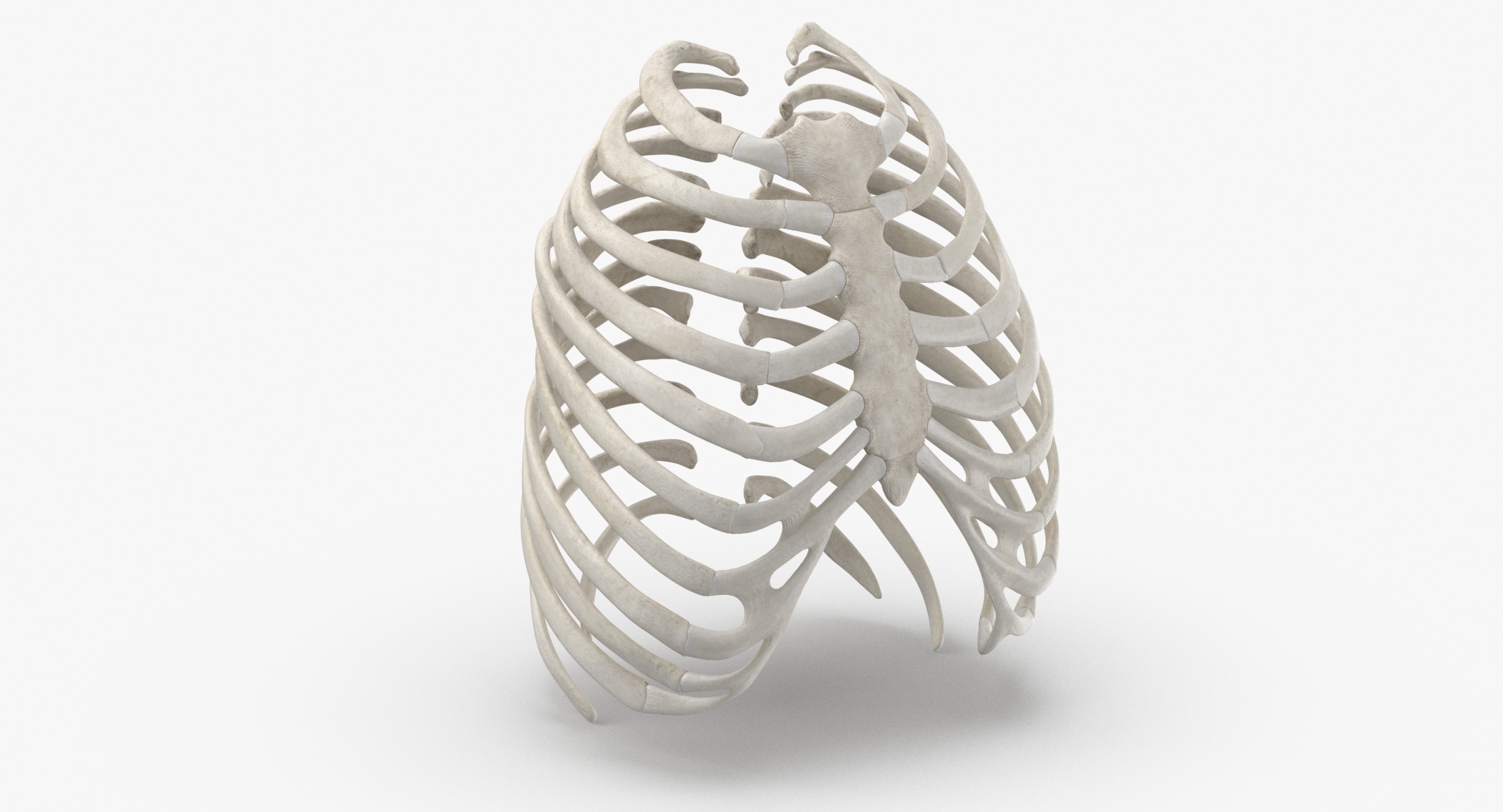 3D real human rib cage - TurboSquid 1639937