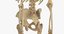 human woman skeleton bones model