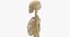 human woman skeleton bones model