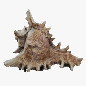 3D model sea shell