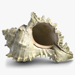 snail shell 3D