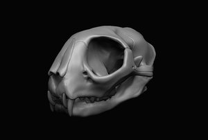 3D cat skull