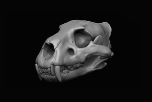 lion skull 3D model