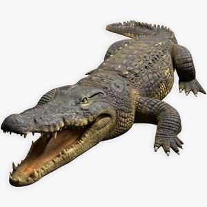 crocodile rig animations 3D model