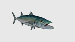 king mackerel 3D model