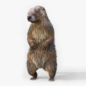 marmot rigged 3D