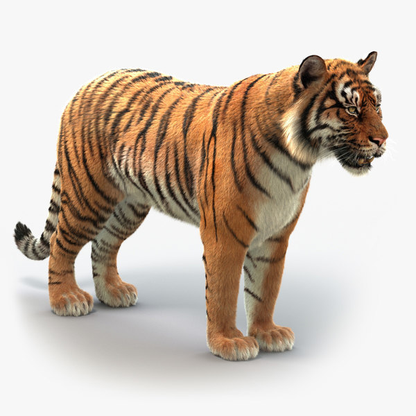3D bengal tiger model