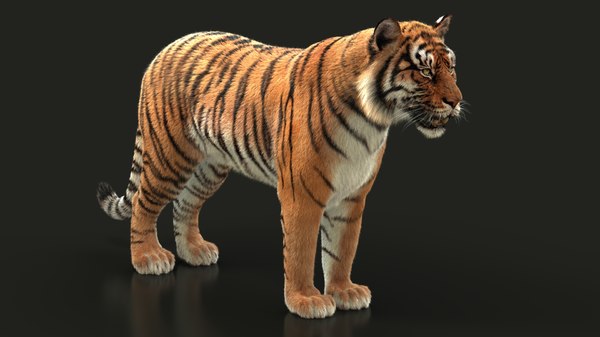 Modele 3d De Tigre Du Bengale Xgen Anime Turbosquid