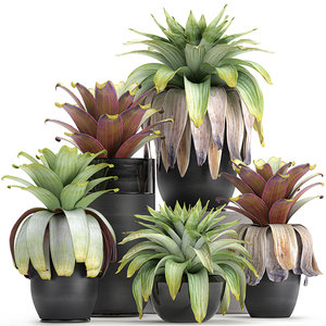 3D ornamental plants interior exotic