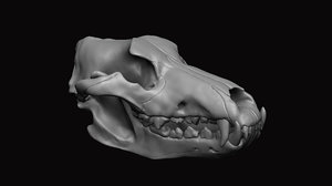 wolf skull model