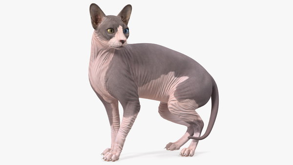 Modele 3d De Bicolor Sphynx Cat Turbosquid