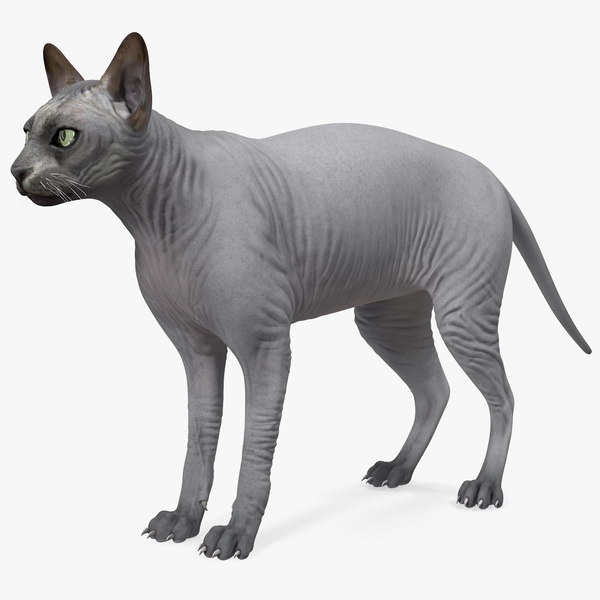 Free Blender Cat Models | TurboSquid