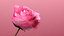 rose blooming animation 3D