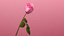 rose blooming animation 3D