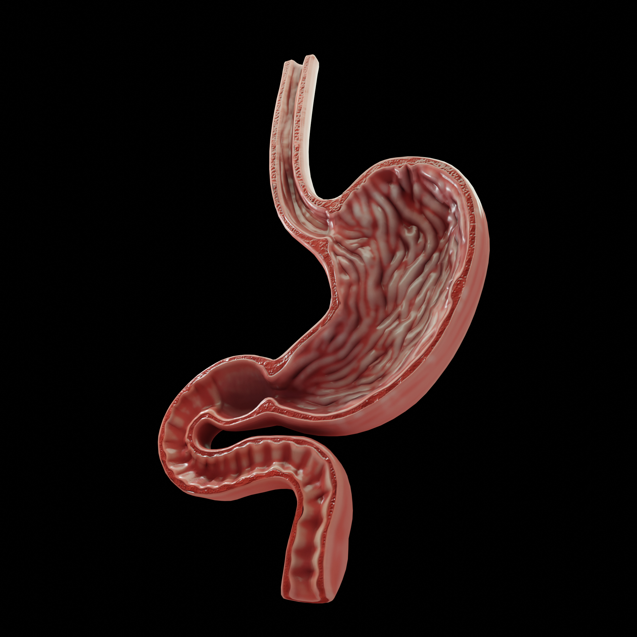 3D model modeled human stomach - TurboSquid 1644623