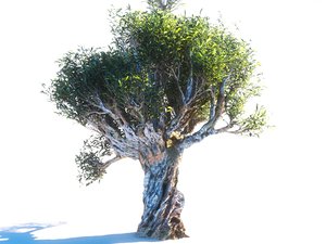 olive trees 3D model