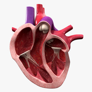 3D human heart cross section