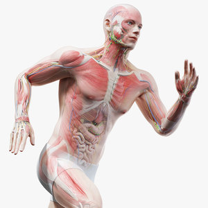 3D model male anatomy