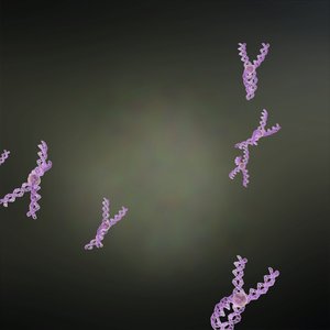 3D chromosomes human genes cells