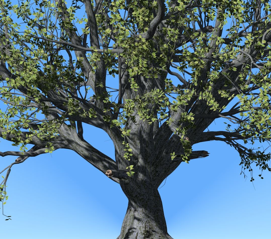 3D model beech tree 001 TurboSquid 1645581