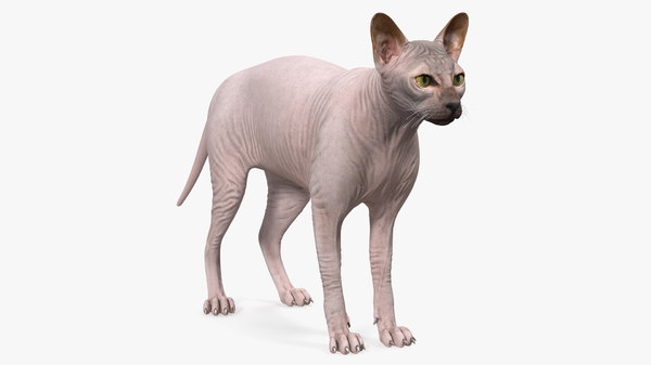 Modele 3d De Dark Cream Sphynx Cat Turbosquid