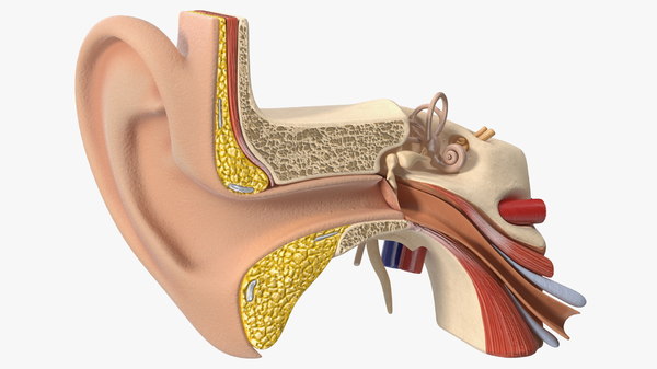 3D model human ear anatomy structure - TurboSquid 1645933