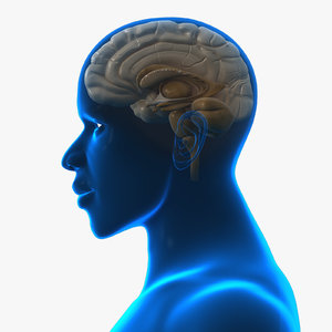 3D brain cross section head model