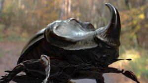 3D rhinobeetle model