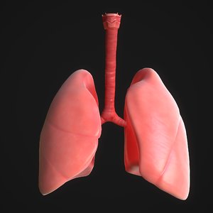 3D human lungs