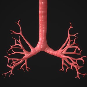 3D human lungs model