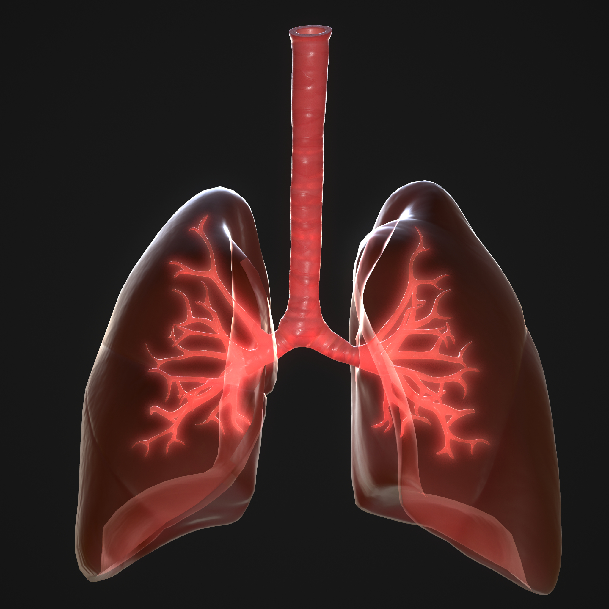 Human Lungs 3d Model - Turbosquid 1647217