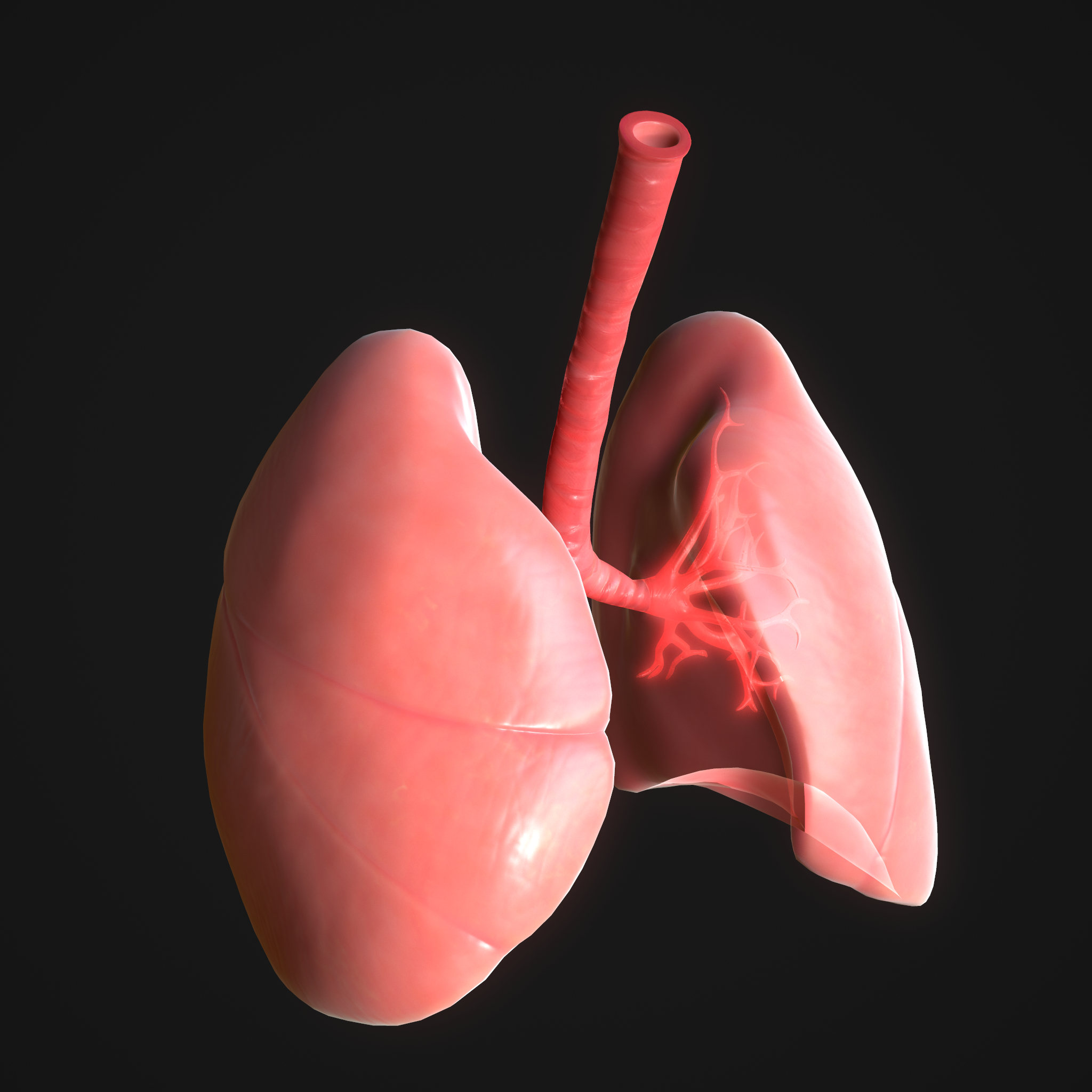 Human lungs 3D model - TurboSquid 1647217