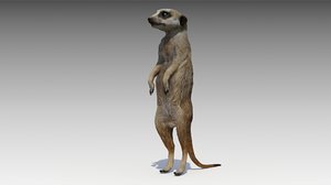3D meerkat animations
