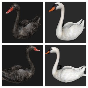 3D swan