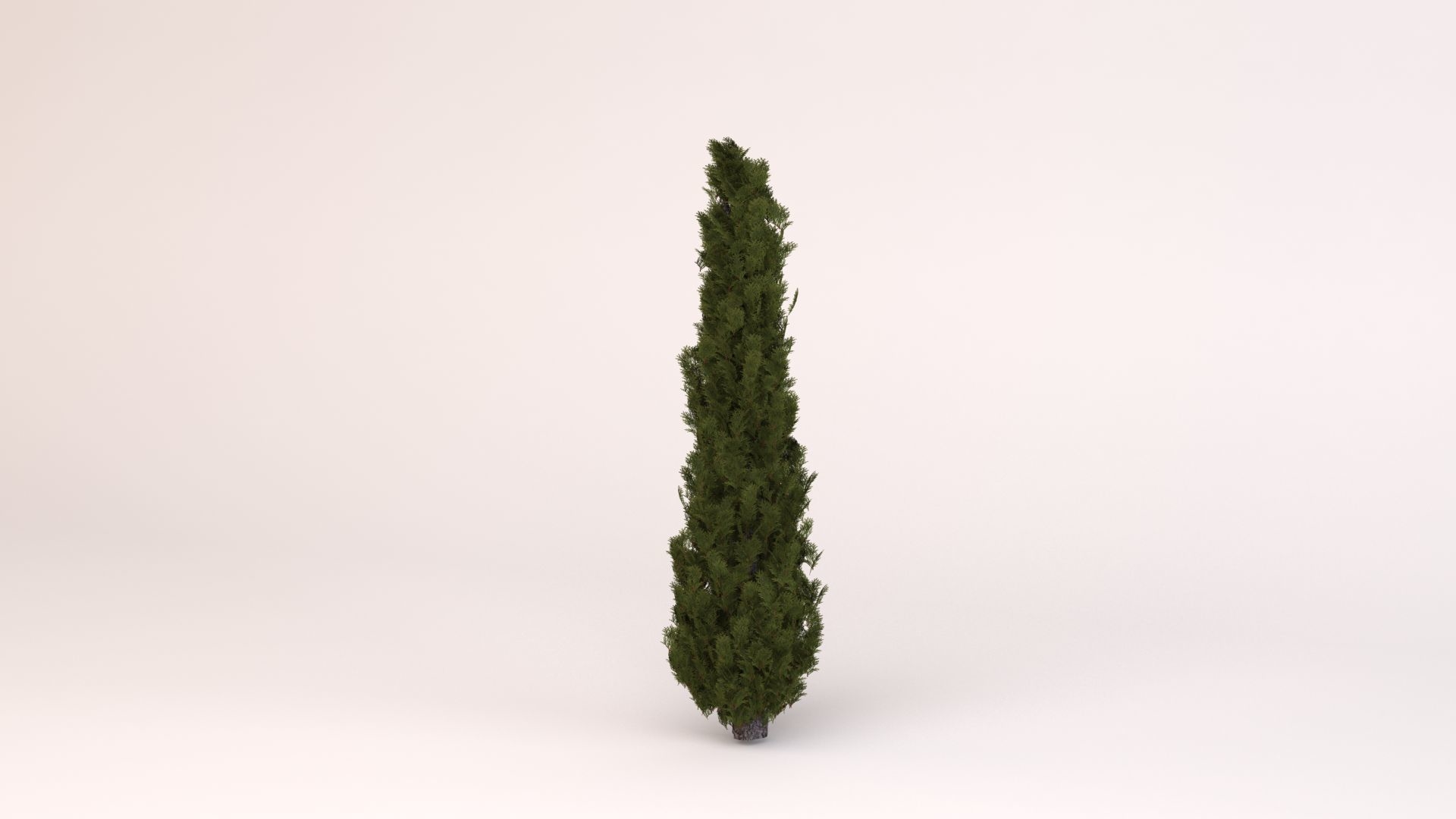 3D model italian cypress TurboSquid 1649609