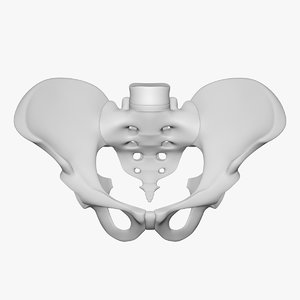 pelvis male 3D model