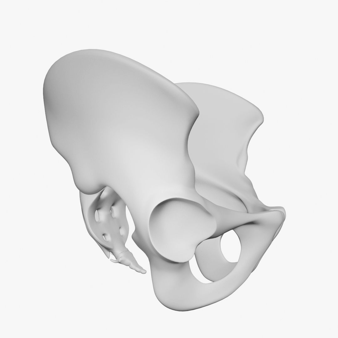 Pelvis Male 3D Model - TurboSquid 1647740