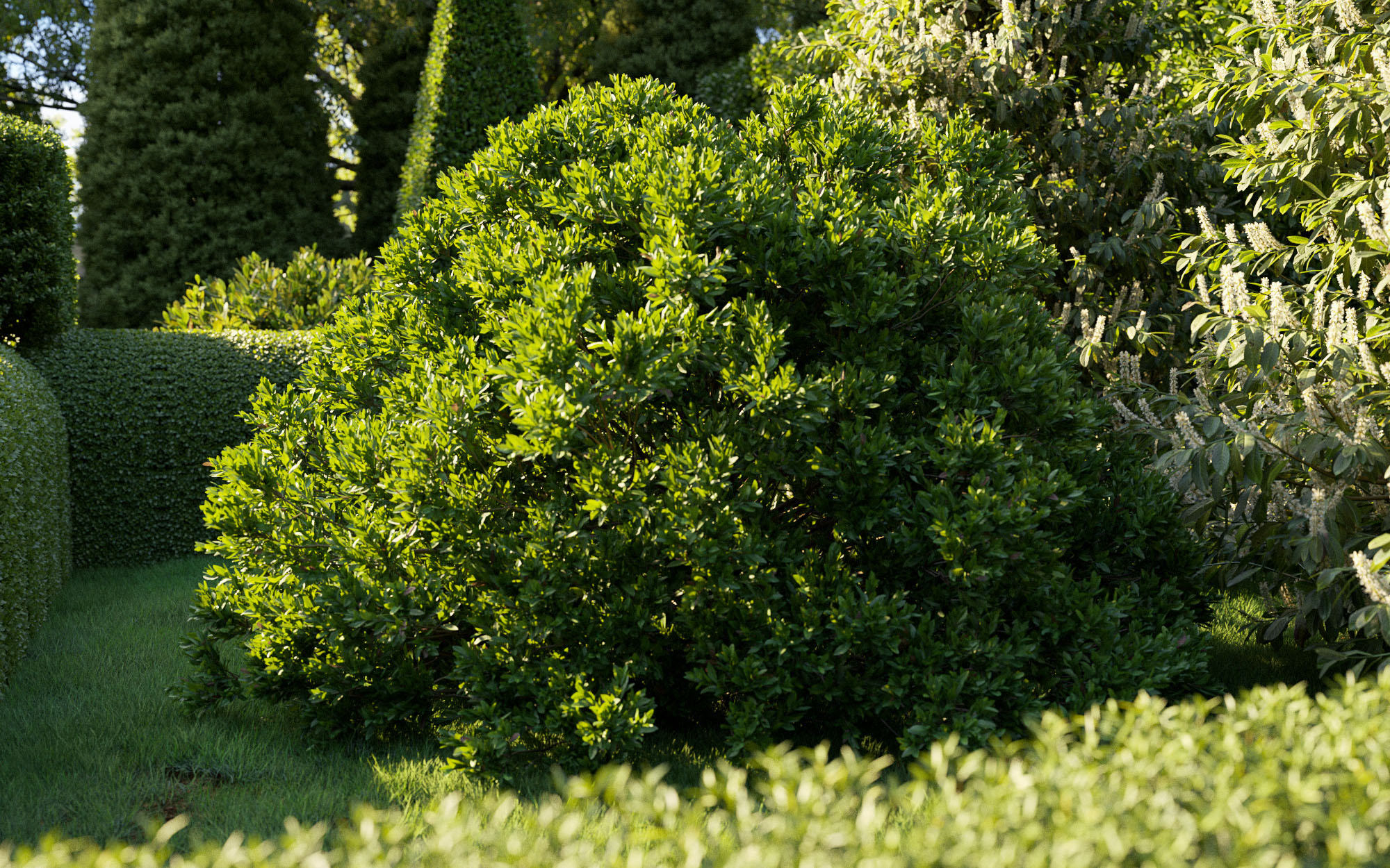 boxwood shrub collection - include growfx and me