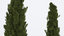 3d italian cypress tree model