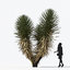 3D tropical desert plant includes model