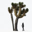 3D tropical desert plant includes model