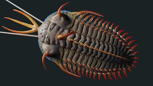 3D trilobite walliserops