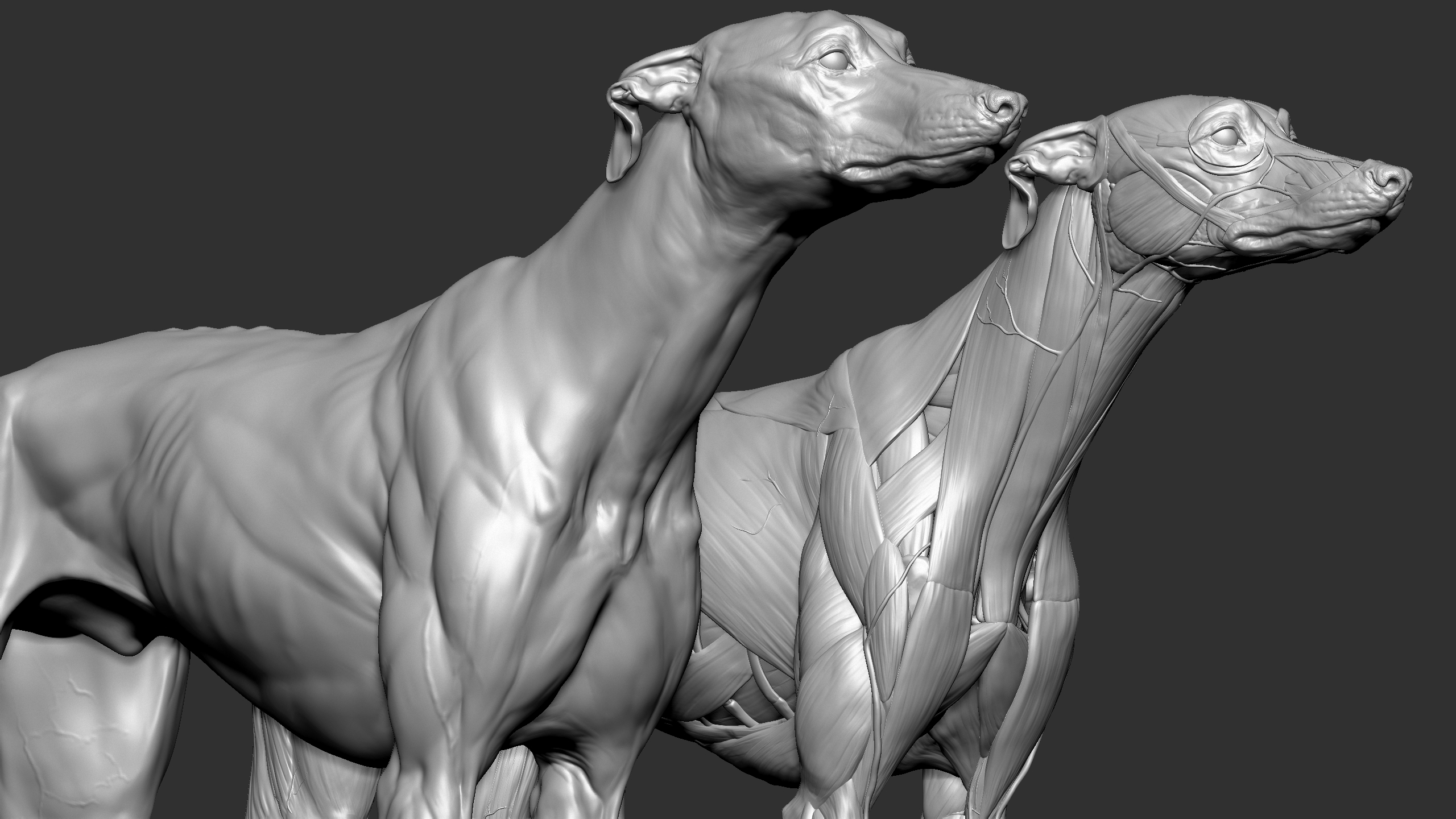 Dog muscles anatomy model - TurboSquid 1651540